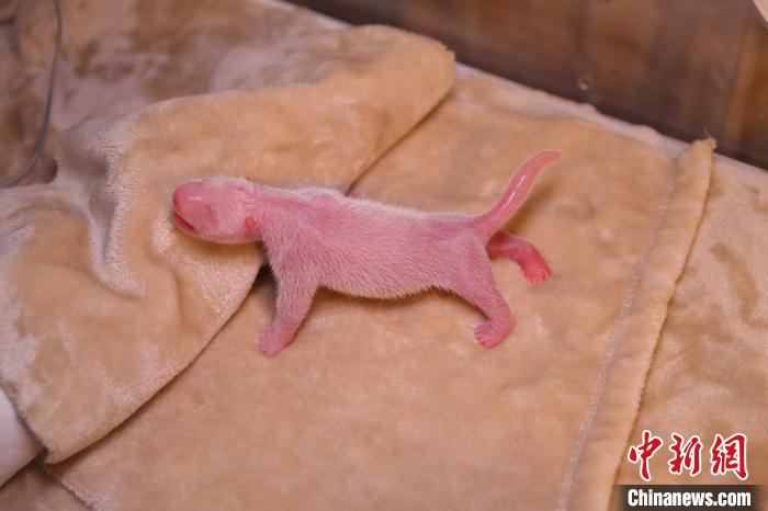 2020��ȫ���׶�Ȧ������è˫��̥�еĴ��С��ɶ�����è�����о����ع�ͼ