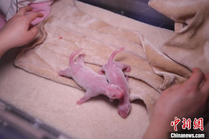 2020��ȫ���׶�Ȧ������è˫��̥���ɶ�����è�����о����ع�ͼ