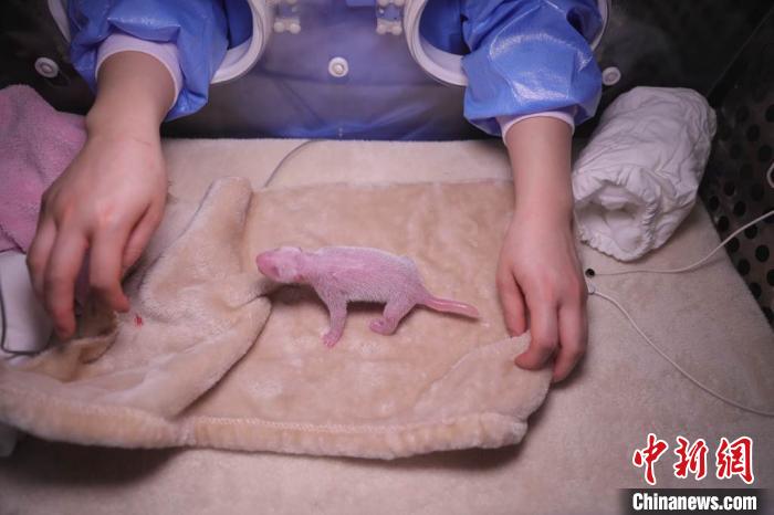 2020��ȫ���׶�Ȧ������è˫��̥�е�С�С��ɶ�����è�����о����ع�ͼ