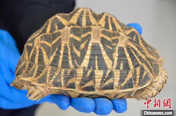 �����й�����ɭ��֧���ƻ�һ��Ƿ��չ���������󡢱�ΣҰ�����ﰸ��������һ����������ӡ���ǹ�1ֻ�����Ҷ����������ﱪ��½��1ֻ��ɽ��ʡ��������ͼ