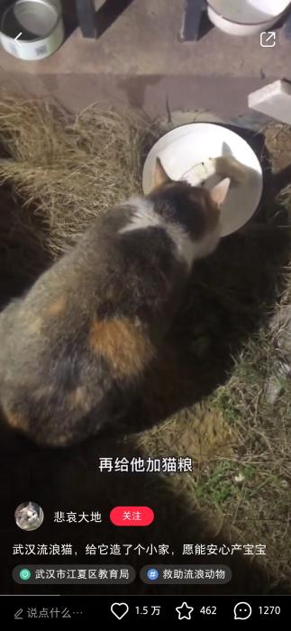 ���ѡ�������ء������Ϸ�����������è��Ƶ