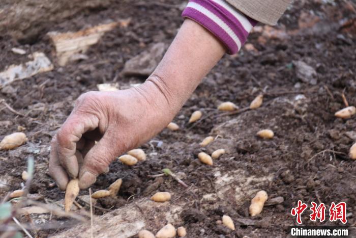 ͼΪ���ذ����塰��ҩ�ˡ��ֹ������������ӡ������ ��