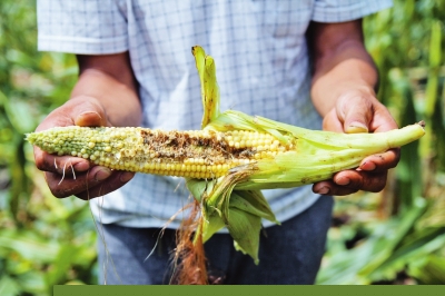 �ﴨҰ����ɽ��������������֮ս�����ݶ����޲�
