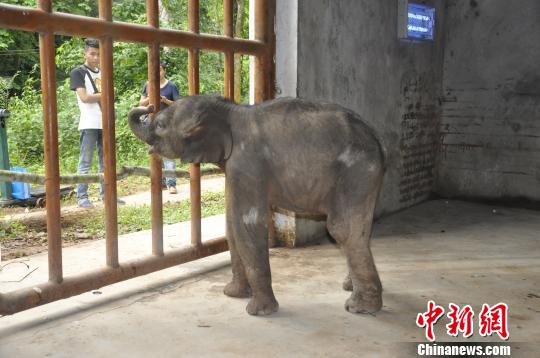 ͼΪСҰ�����ڻָ��� Ұ����ṩ��Ƭ ��