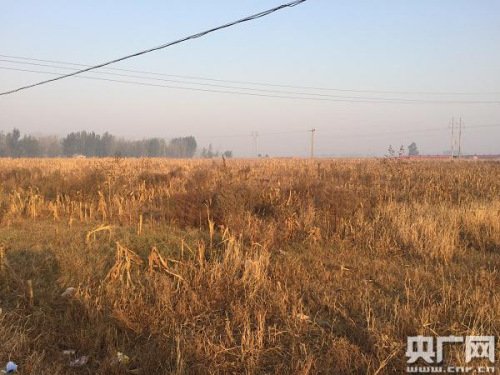 �������ÿ������ڲ��������ػĲݴ���