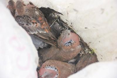  ���������ĳĳ�չ��İ��