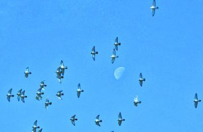 �������磬����֮�£�һȺ�����������з��衣��������