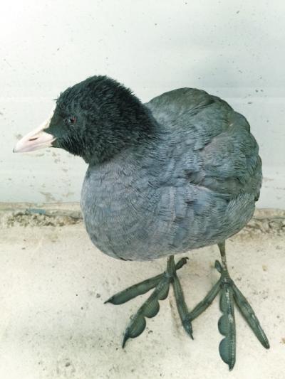 ¬���عٵ������ֹ��Ҷ���Ұ����������Ƕ���