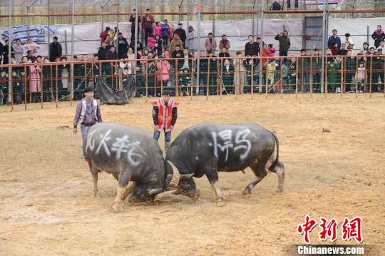 �㽭ƽ���ٰ쳬��ţ��������ϲӭ���� ��С�� ��