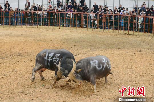 �㽭ƽ���ٰ쳬��ţ��������ϲӭ���� ��С�� ��