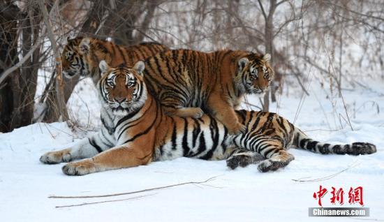 ��������������԰��ʾ��԰���ϻ����Ǻ��С��������ġ����໪ ����/�� ����/��