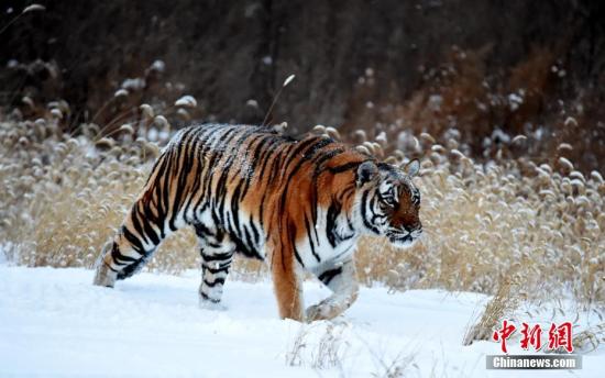 �����������������ա���Ӧ���ֳ��򡱡����໪ ����/�� ����/��