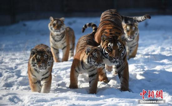 ��������������԰��ʾ�����ڶ�����������Ҫ�������������Խ�ʳ��ȷ��������ࡣ���໪ ����/�� ����/��