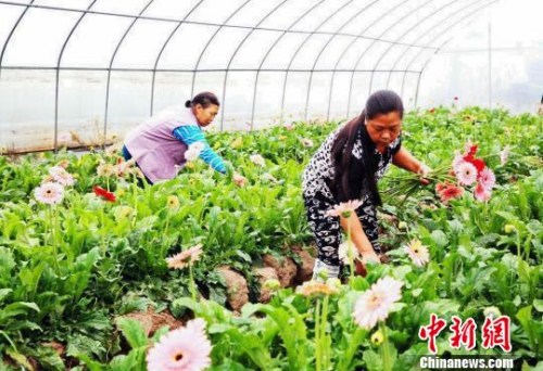 �����к컨�����������ɽ�廨ũ��ժ�ʻ������Ƽ̻� ��