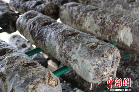 ͼΪɳĮ�����������ܷ��߹�ͼ ��