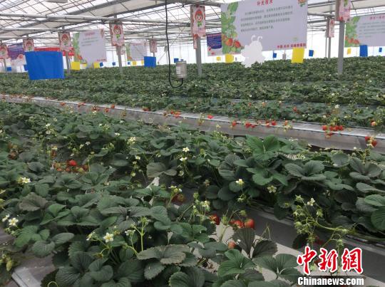 ����ʵʩ��������������ɫ���ؼ����󣬰��ճ���Ĳ�ݮ԰˶�����ۡ����¹��� ��