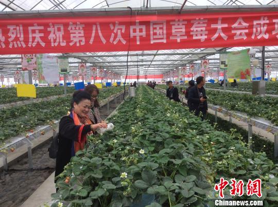 2��17�գ�����ʡũ��Ժֲ��������诲�ʿ�ڰ��ճ����ݮ԰�쿴�ͷŵ���в�ʳ�������¹��� ��