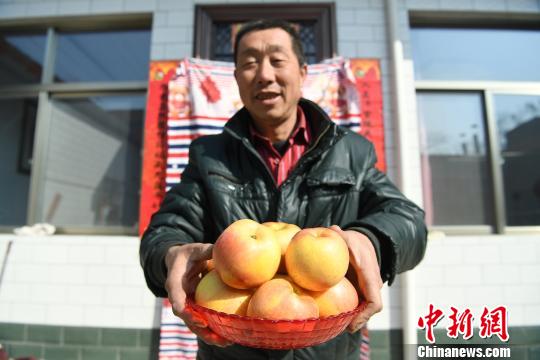 ɽ��ƽ½���ִ�ׯƻ�������ˣ����͵ļ۸���ʹһЩ��ũ�ر��������⡣ͼΪ�����������ƻ�������信�� ��