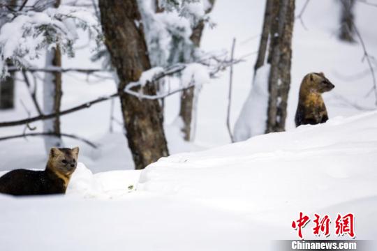 �����ӱ��ɷ����ɭ�ֹ�԰�ڷ��ֵ����� ������ ��