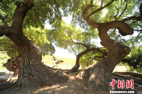 ͼΪƽȪ500��СҶ�������������ͼ������������