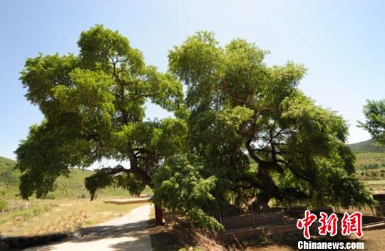 ͼΪƽȪ500��СҶ�������������ͼ������������