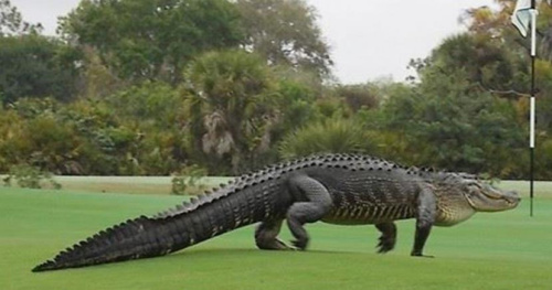 ����ͼƬ������