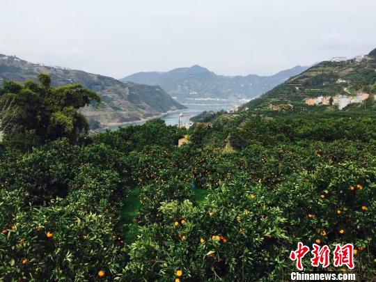 �������԰�ڣ���Ӳӵ���ȹ���֦ͷ ���� ��