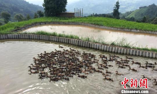 Ԫ����ţ��կ����Ѽʾ�����ء������� ��