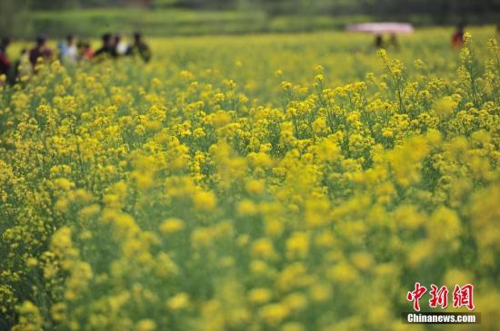 ����ͼ 3��5�գ�ʢ�����Ͳ˻������գ����ϰ�������봨�Ͳ˻�����ʢ���ڣ���ɫ�Ļ��������ڶ����񵽴�̤���ͻ����ȹ�������ĩ����������� ��Ƚ�� ��