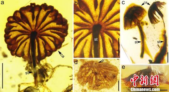 ��������ж�������Ģ�����Ƶ�ӱ ��ͼ