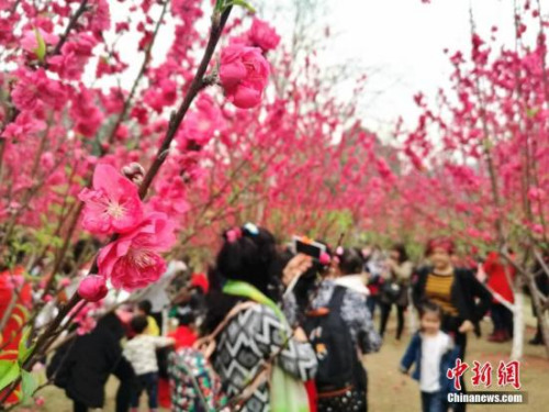 3��5�գ������Ȳ����Ӿ硶��������ʮ���һ���������ЧӦ������������������ӿ�������̶��԰�����������δ���赲���ǹ���ʢ���һ��Ĳ�������԰��ÿһ��������Χ�����ˡ����Ӿ硶��������ʮ���һ����ǽ����ڵص����ӹھ����������������顣������ ��