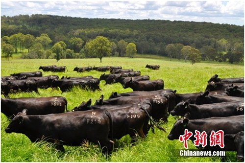 �˴������İ��޻�ţ