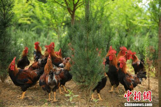 ͼΪ����Ŷ����۵ĺ춹ɼ���������� ��