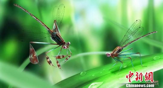 ͼΪ��ż��Ϊ��ԭͼ�� �Ϲ��� ��ͼ