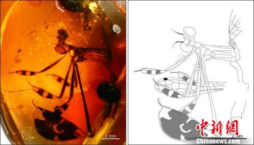 ͼΪ���ϑ������Z�� �Ϲ��� ��ͼ