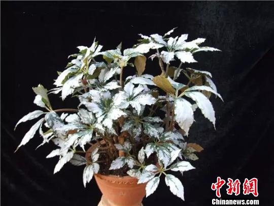 �����ﺣ�� �й���ѧԺ����ֲ���о�����ͼ ��