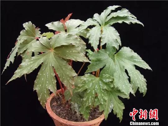 �����ﺣ�� �й���ѧԺ����ֲ���о�����ͼ ��