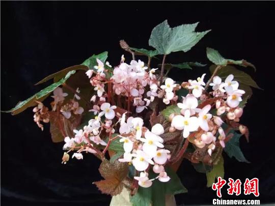 �����ﺣ�� �й���ѧԺ����ֲ���о�����ͼ ��