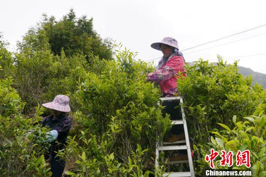 ��ũ���ڲɲ衣�������� ��