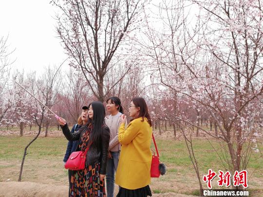 �ο����ຣ�ƺӰ��ߵ���ɫС��Ⱥ�Ƹ����ຣ��ԭ�����紺���������� ��