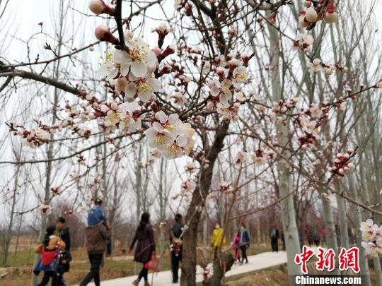 �ο����ຣ�ƺӰ��ߵ���ɫС��Ⱥ�Ƹ����ຣ��ԭ�����紺���������� ��