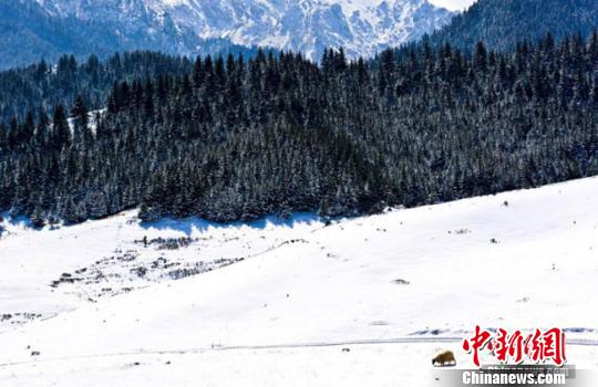 ����ͼ��λ������ɽ�µĸ�����Ҵ������ԣ��������������������ڰ�����ѩӳ���¸�����������������һ�������ĵ��໭������������ʪ����Ӱ�죬����������ɽ�������콵�´�ѩ��ѩ�������ɽ��������׳���������� ��