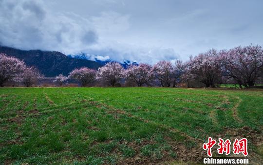 4��2�������������ɴ�ʢ�����һ� ������ ��