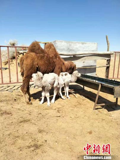 ��ں��������ĺ������ո�˫��̥�����½�ΰ ��