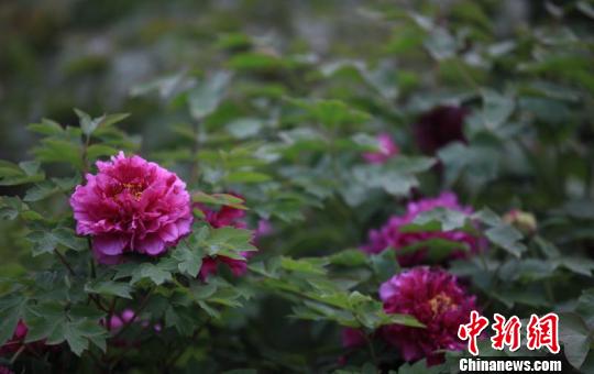 ������֮�����������۹���ĵ��԰�������߷� ��