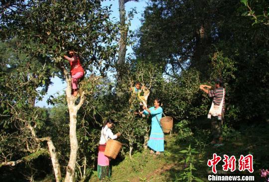 ͼΪ�����ժ��Ҷ�������� ��