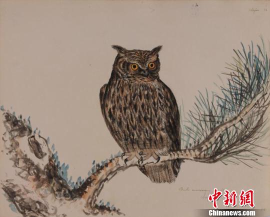 19���ͷ�������ʿ�ֻ��й�����ͼ��չ�������࣬ͼΪèͷӥ���������� ��