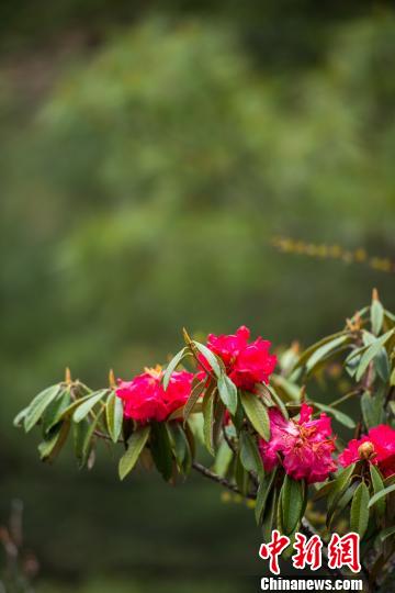 ͼΪ�Ƕ���ʢ���Ķž黨 ������ ��