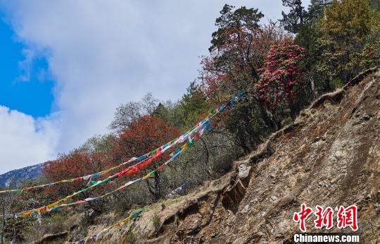 ͼΪ�Ƕ�����ɽʢ���Ķž黨 ������ ��