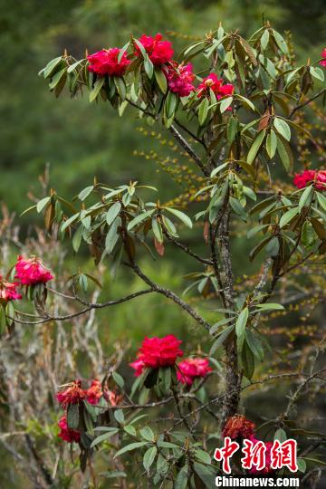 ͼΪ�Ƕ���ʢ���Ķž黨 ������ ��